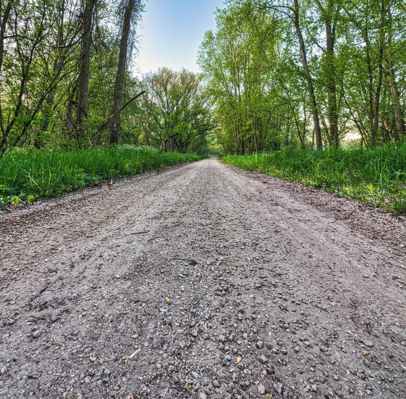 A gravel drive running straight through green woods